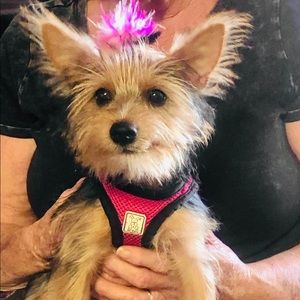 Meet your Posher, Lucy